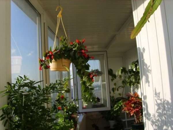 Как сделать зимний сад на балконе