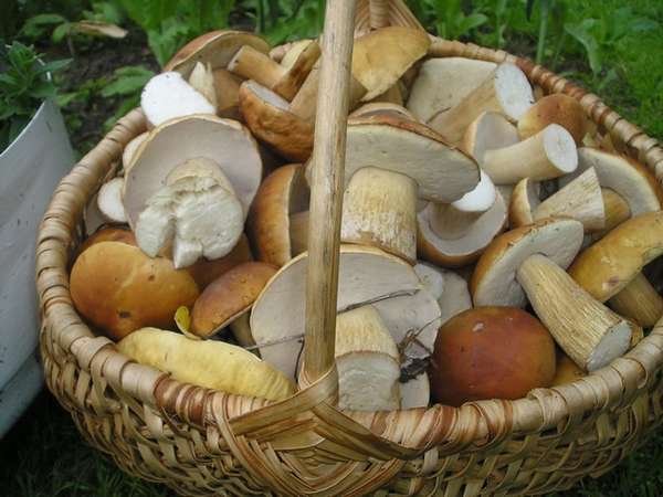 Как правильно сушить грибы в русской печи?