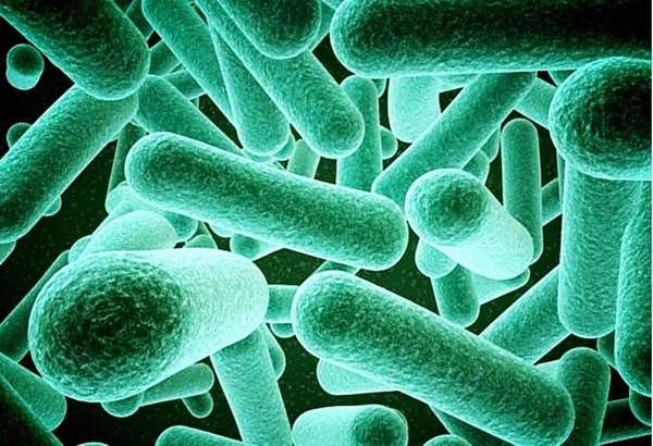 Анаэробные бактерии могут жить без доступа кислорода